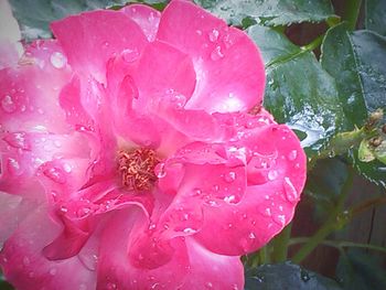 Close-up of pink flowers