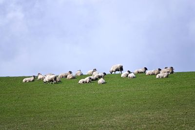 Flock of sheep on grassy field against sky
