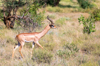 Side view of horse standing on land