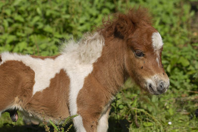 Side view of a horse on field