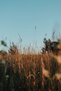 Close-up of plants on field against clear sky