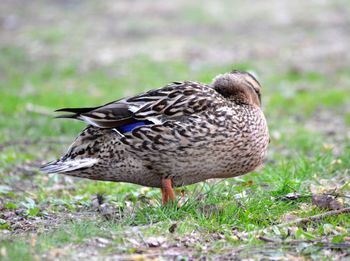 Duck on grassy field