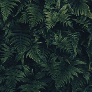 Full frame shot of fern leaves