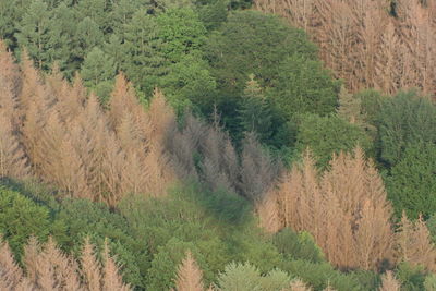 High angle view of trees in forest