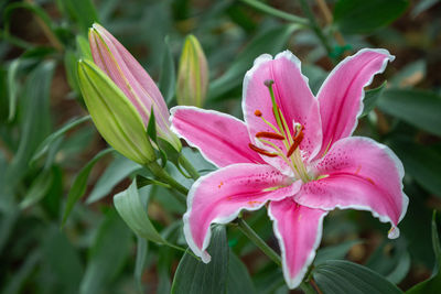 Close-up of pink lily flowers