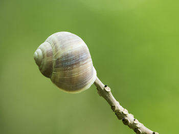 Close-up of snail on leaf