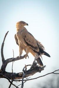 Pale tawny eagle turns head on branch