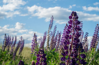 Close-up of lavender blooming on field against sky