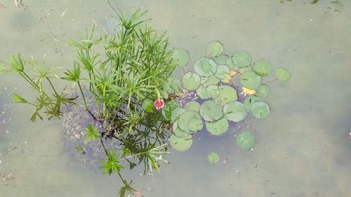 High angle view of flowering plant floating on water