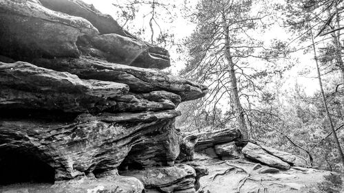 Trees on rock