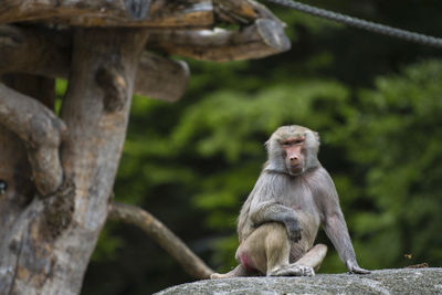 Lion sitting on tree