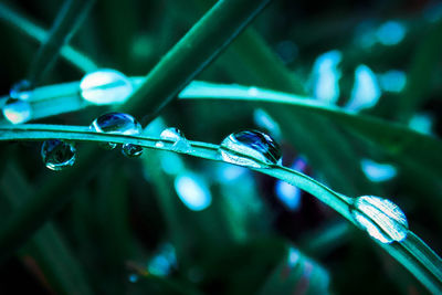 Close-up of water drops on plant against blurred background
