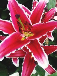 Close-up of pink flowers