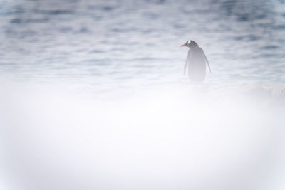 Gentoo penguin stands half-hidden by snowy foreground