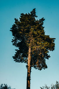 Low angle view of tree against clear blue sky