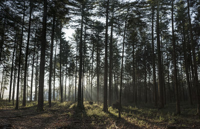 Trees in forest