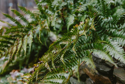 Close-up of palm tree