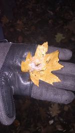 Close-up of yellow maple leaf