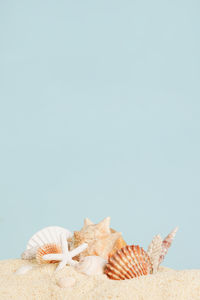 Close-up of seashells against clear sky