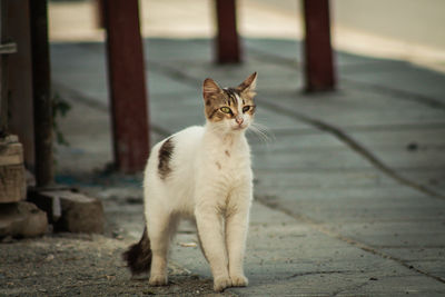 Portrait of cat sitting on footpath