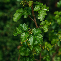 Close-up of green plant