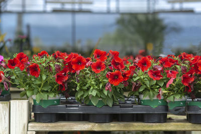 Close-up of red flowers in pot