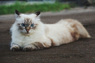 Portrait of cat relaxing outdoors