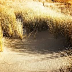 View of wheat in water