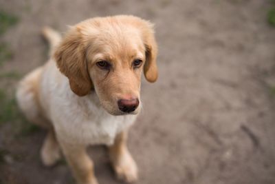 Close-up portrait of dog