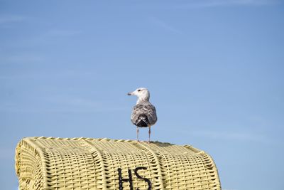 Low angle view of seagull perching on wooden post against sky