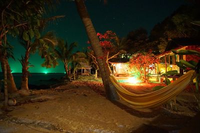 Trees at night