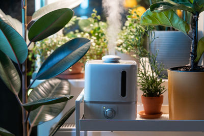 Steam from humidifier, moistens dry air surrounded by indoor houseplants. home garden, plant care