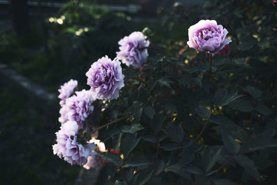 Close-up of pink roses