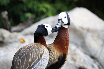 Close-up of duck on land