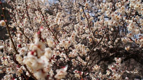 Flowers growing on tree