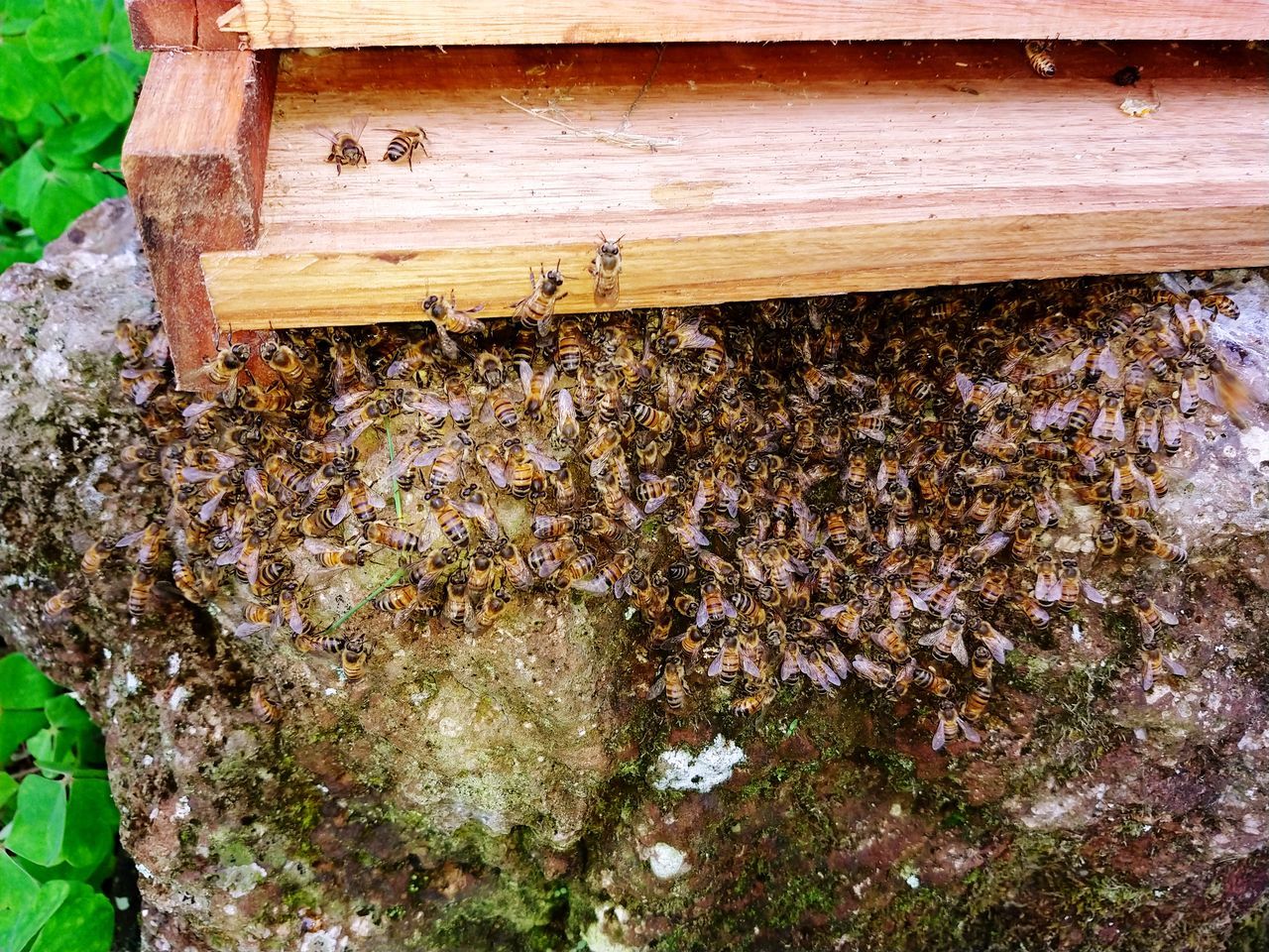 HIGH ANGLE VIEW OF BEES ON A WOOD