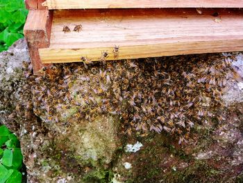 High angle view of bee on wood