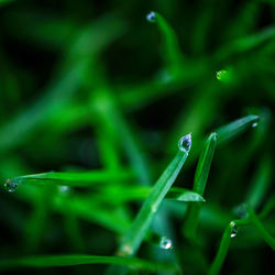 Close-up of insect on grass