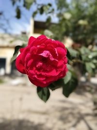 Close-up of pink rose