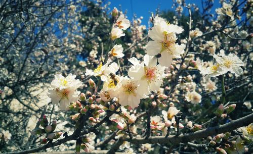 Low angle view of cherry blossoms in spring