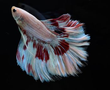 Close-up of fish underwater
