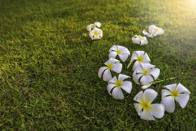 High angle view of white flowering plants on field