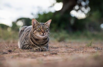 Tabby cat lying down on dirt and watching alert