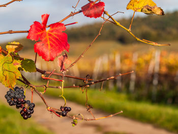 Close-up of red berries growing on plant during autumn