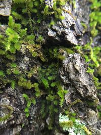 Close-up of moss growing on tree stump