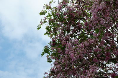 Low angle view of cherry blossoms in spring