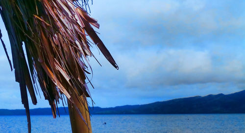 Close-up of tree by lake against sky