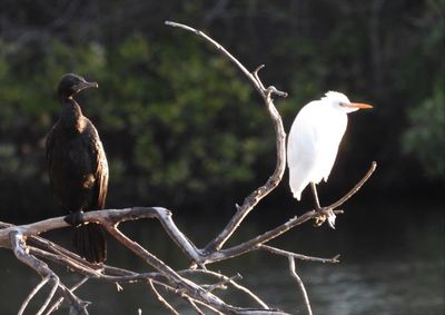 Bird perching on a branch