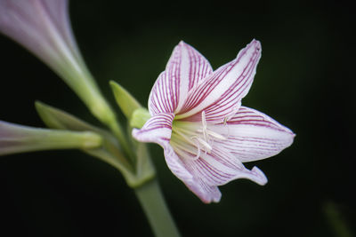 Amaryllis is a white-pink flower in nature, large, beautiful flowers.