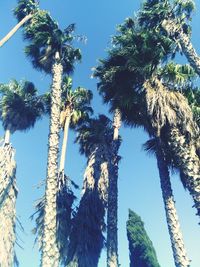 Low angle view of palm trees against blue sky